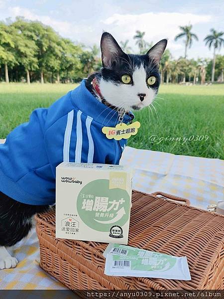 給貓貓最好的呵護😻『汪汪寶⾙』營養三劍客PLUS+公益版｜貓