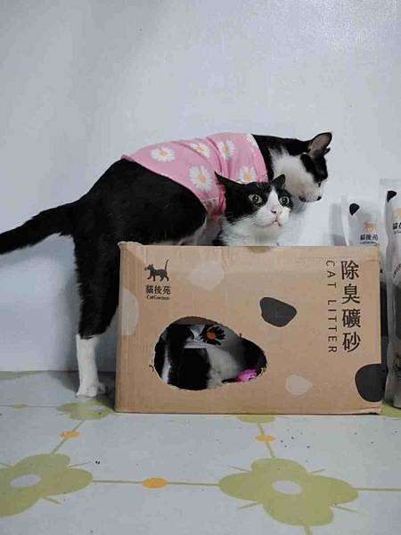 🐈〔寵物×用品〕貓後苑-除臭礦砂3.0｜真正99.9%無塵落