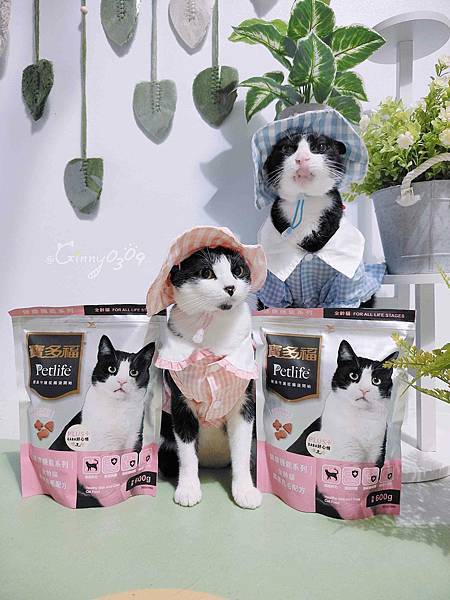 🐈〔寵物×食品〕寶多福- 健康機能系列的貓糧【護膚亮毛配方】