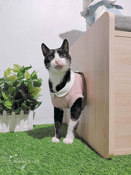 🐈〔寵物×用品〕一兼二顧全方位人寵共用貓窩椅凳｜輕鬆搞定跟屁