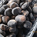 IMG_0499 IMG_0499