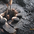 IMG_0525 IMG_0525