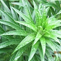 IMG_0552 IMG_0552