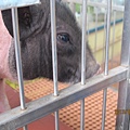 IMG_0557 IMG_0557