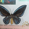 IMG_0588 IMG_0588