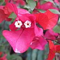IMG_0591 IMG_0591