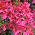 IMG_0592 IMG_0592