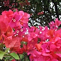 IMG_0593 IMG_0593