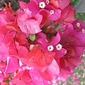 IMG_0594 IMG_0594