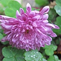 IMG_0597 IMG_0597