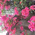 IMG_0598 IMG_0598