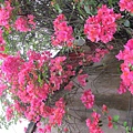 IMG_0599 IMG_0599