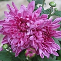 IMG_0600 IMG_0600