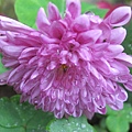 IMG_0601 IMG_0601