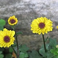 IMG_0603 IMG_0603