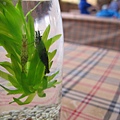 IMG_0642 IMG_0642