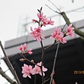 IMG_0377 IMG_0377