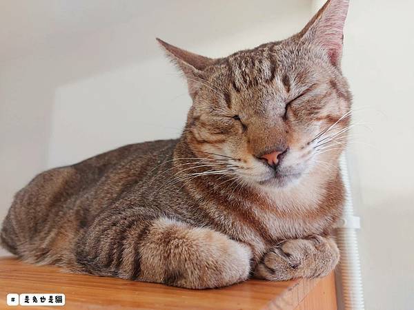 中壢擁有20幾隻貓貓的擼貓 - 療癒中途吸貓館！一直擼貓一直