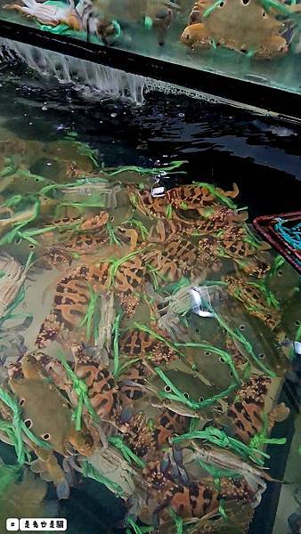 新北泰山集鮮城水產餐廳,中午開店擁有超大空間,有KTV包廂可 新北泰山集鮮城水產餐廳,中午開店擁有超大空間,有KTV包廂可