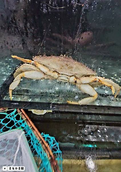 新北泰山集鮮城水產餐廳,中午開店擁有超大空間,有KTV包廂可 新北泰山集鮮城水產餐廳,中午開店擁有超大空間,有KTV包廂可