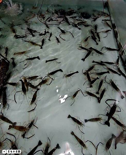 新北泰山集鮮城水產餐廳,中午開店擁有超大空間,有KTV包廂可 新北泰山集鮮城水產餐廳,中午開店擁有超大空間,有KTV包廂可