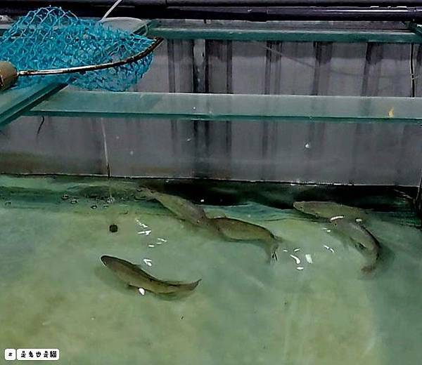 新北泰山集鮮城水產餐廳,中午開店擁有超大空間,有KTV包廂可 新北泰山集鮮城水產餐廳,中午開店擁有超大空間,有KTV包廂可