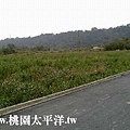 大溪內柵農地 01.jpg