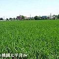 霄裡甲建+農地 01.jpg