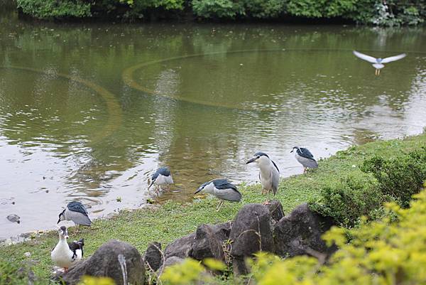 大安森林公園 (70).jpg