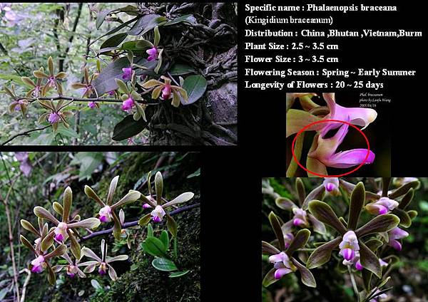 Phalaenopsis braceana (Kingidium braceanum)2.jpg