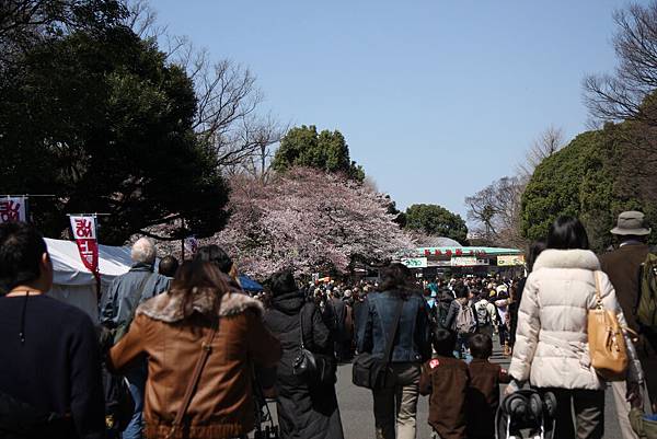 上野公園滿滿賞櫻人潮