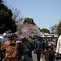 上野公園滿滿賞櫻人潮