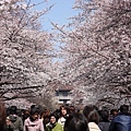 櫻花樹下滿滿人潮