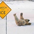 小心冰滑