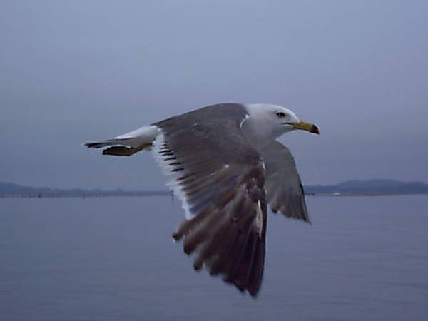 追逐飼料的海鷗01