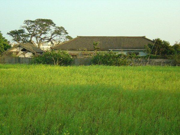 油菜花田