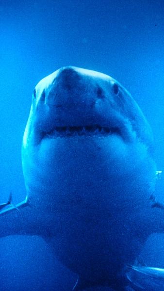0411-178看完鯨魚與海豚之後..看到鯊魚覺得好可怕