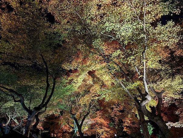 京都賞楓－高台寺、永觀堂、東福寺