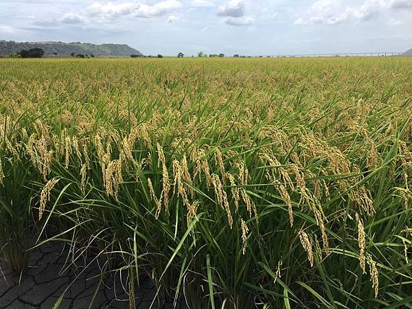 外埔%%_190703_0005.jpg 外埔%%_190703_0005.jpg