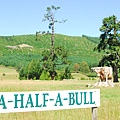 a-Half-BULL