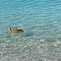 wakatipu lake悠遊的小鴨