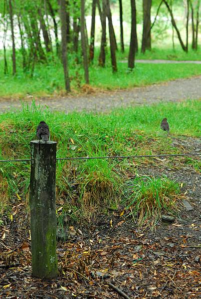 兩隻鳥的樂園