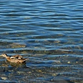 Te Anau 早晨湖景4