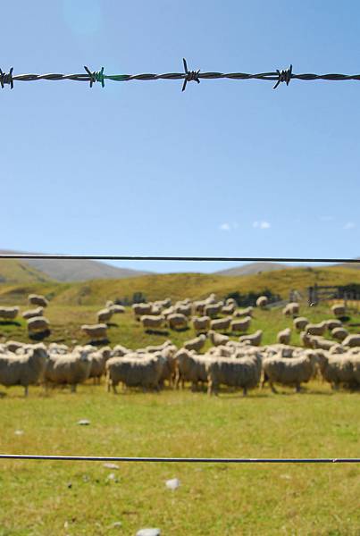 另一個近身的綿羊牧場3