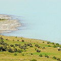 lake Pukaki 近看有很多鳥類