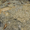 化石