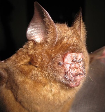 葉型鼻蝙蝠