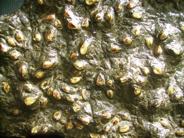 貝類化石