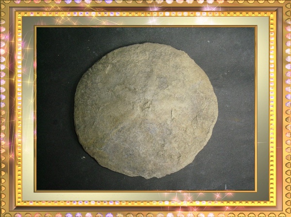 海膽化石