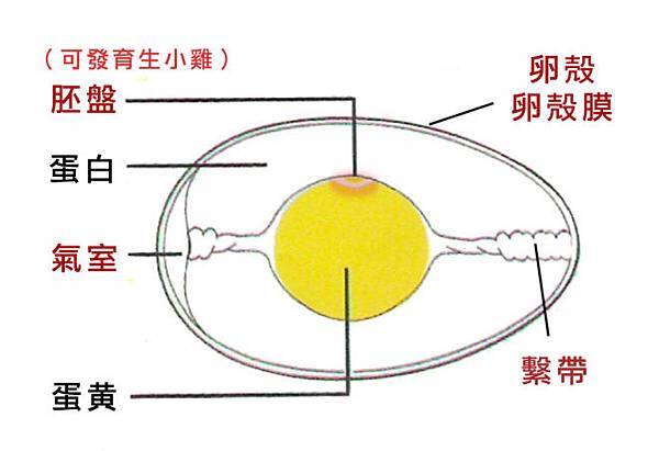 eggstructure